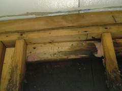 EXTREME Mold Growth