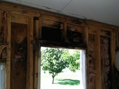 EXTREME Mold Growth