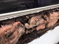 Lots of Rot!